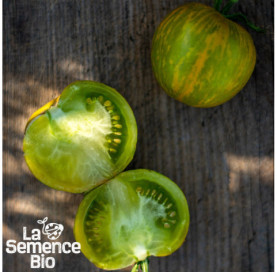 Récolte de TOMATE Green Zebra - La Semence Bio