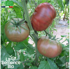 Photo de TOMATE Noire de Crimée - La Semence Bio