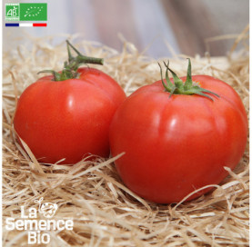 Photo de TOMATE Merveille des Marchés - La Semence Bio