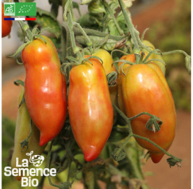 Photo de TOMATE Andine Cornue - La Semence Bio