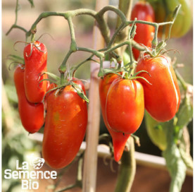 Plant à maturité de TOMATE Andine Cornue - La Semence Bio