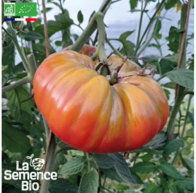 Photo de TOMATE Brandywine rose - La Semence Bio
