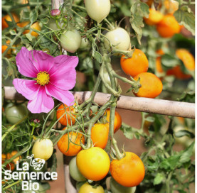 Plant à maturité de TOMATE Gold Nugget - La Semence Bio