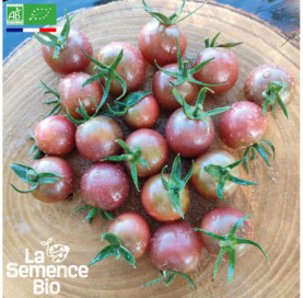 Photo de TOMATE cerise Black Cherry - La Semence Bio