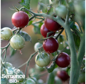 Plant en cours de croissance de TOMATE cerise Black Cherry - La Semence Bio