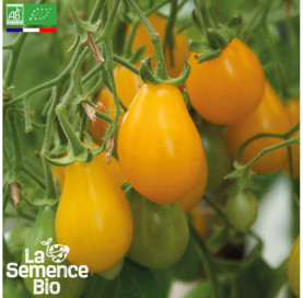 Photo de TOMATE Yellow pearshaped - La Semence Bio