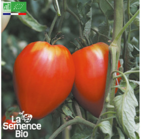 Photo de TOMATE Cur de Buf rose - La Semence Bio