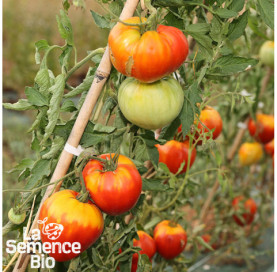 Plant à maturité de TOMATE Cur de Buf rose - La Semence Bio