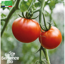 Photo de TOMATE Saint-Pierre - La Semence Bio