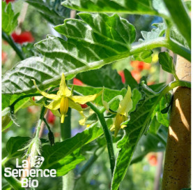 Fleur de TOMATE Roma - La Semence Bio