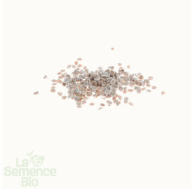 Graines de TOMATE cerise rouge - La Semence Bio