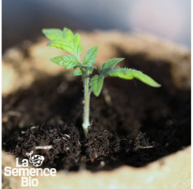 Premières pousses de TOMATE cerise rouge - La Semence Bio