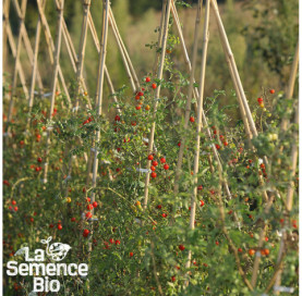 Plant à maturité de TOMATE cerise rouge - La Semence Bio