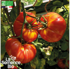 Photo de TOMATE Marmande - La Semence Bio