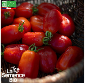 Photo de TOMATE San Marzano - La Semence Bio