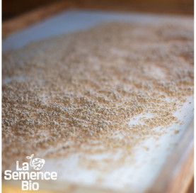 Graines de TOMATE San Marzano - La Semence Bio