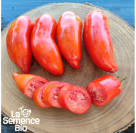 Récolte de TOMATE San Marzano - La Semence Bio