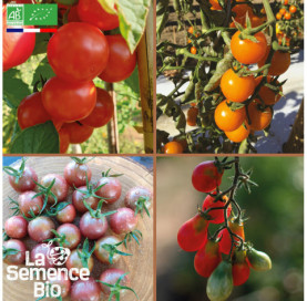 Photo de TOMATES CERISES en mélange - La Semence Bio