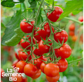 Plant à maturité de TOMATES CERISES en mélange - La Semence Bio