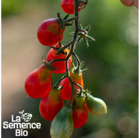 Plant à maturité de TOMATES CERISES en mélange - La Semence Bio