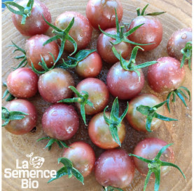 Plant à maturité de TOMATES CERISES en mélange - La Semence Bio