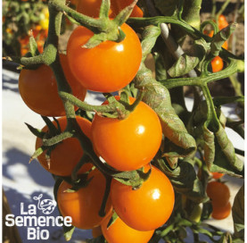 Plant à maturité de TOMATES CERISES en mélange - La Semence Bio