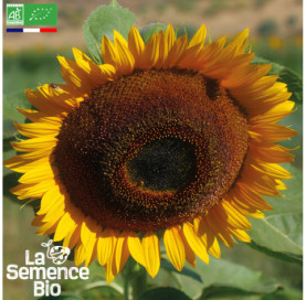 Photo de TOURNESOL Géant à grandes fleurs - La Semence Bio