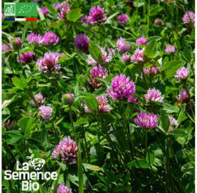 Photo de TRÈFLE violet - La Semence Bio