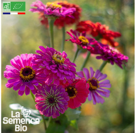 Photo de ZINNIA en mélange - La Semence Bio