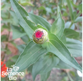 Jeune plant de ZINNIA en mélange - La Semence Bio