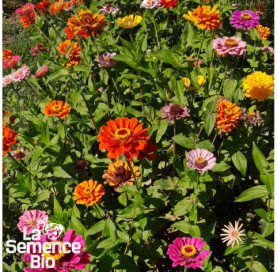 Plant à maturité de ZINNIA en mélange - La Semence Bio