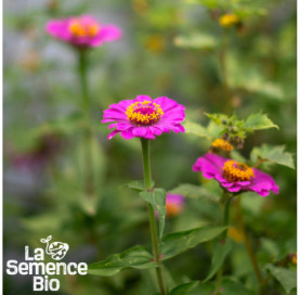 Plant à maturité de ZINNIA en mélange - La Semence Bio