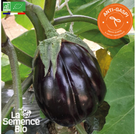 Photo d'AUBERGINE Black Beauty - La Semence Bio