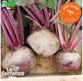 Photo de BETTERAVE de Détroit améliorée - La Semence Bio