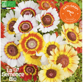 Photo de CHRYSANTHÈME tricolore - La Semence Bio