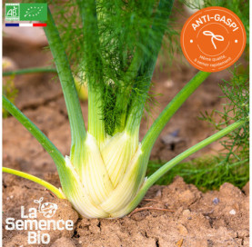 Photo de FENOUIL Zefa Fino - La Semence Bio