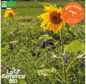 Photo de MÉLANGE maraîchage plein champ - La Semence Bio