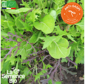 Photo de MESCLUN asiatique - La Semence Bio