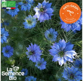 Photo de NIGELLE de Damas - La Semence Bio