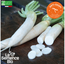 Photo de RADIS blanc Daïkon - La Semence Bio
