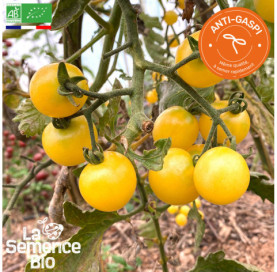 Photo de TOMATE Snowberry - La Semence Bio