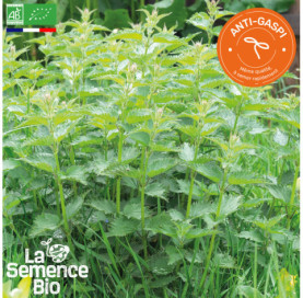 Photo de GRANDE ORTIE  - La Semence Bio