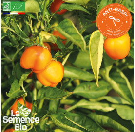 Photo de POIVRON Mini Bell Yellow - La Semence Bio