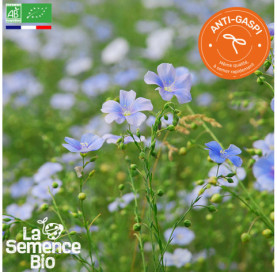 Photo de LIN bleu - La Semence Bio
