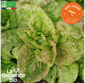 Photo de LAITUE romaine Grasse de Morges - La Semence Bio