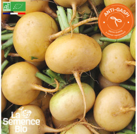 Photo de NAVET Petrowski - La Semence Bio