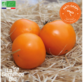 Photo de TOMATE Orange Queen - La Semence Bio