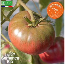 Photo de TOMATE Black from Tula - La Semence Bio