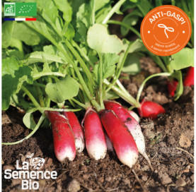 Photo de RADIS Flamboyant - La Semence Bio