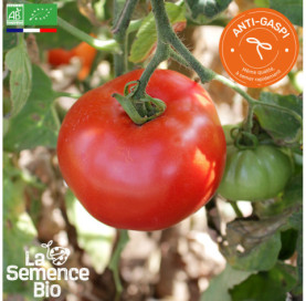 Photo de TOMATE Reine des Hâtives - La Semence Bio
